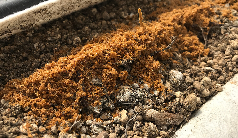 放線菌と太陽熱で土壌を殺菌